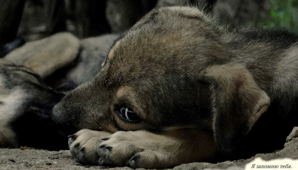 Изображене из открытых источников.