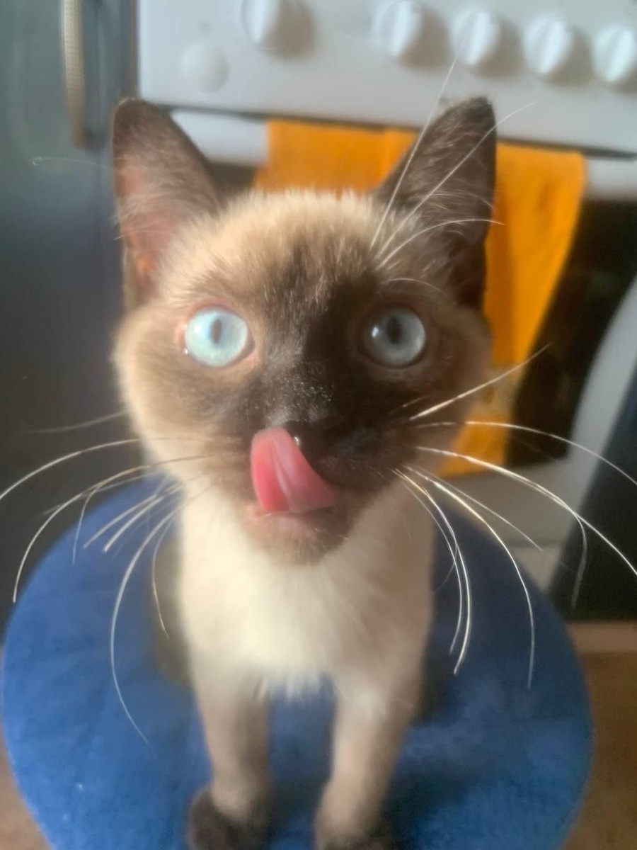 Счастливый обладатель дома и любящих родителей!