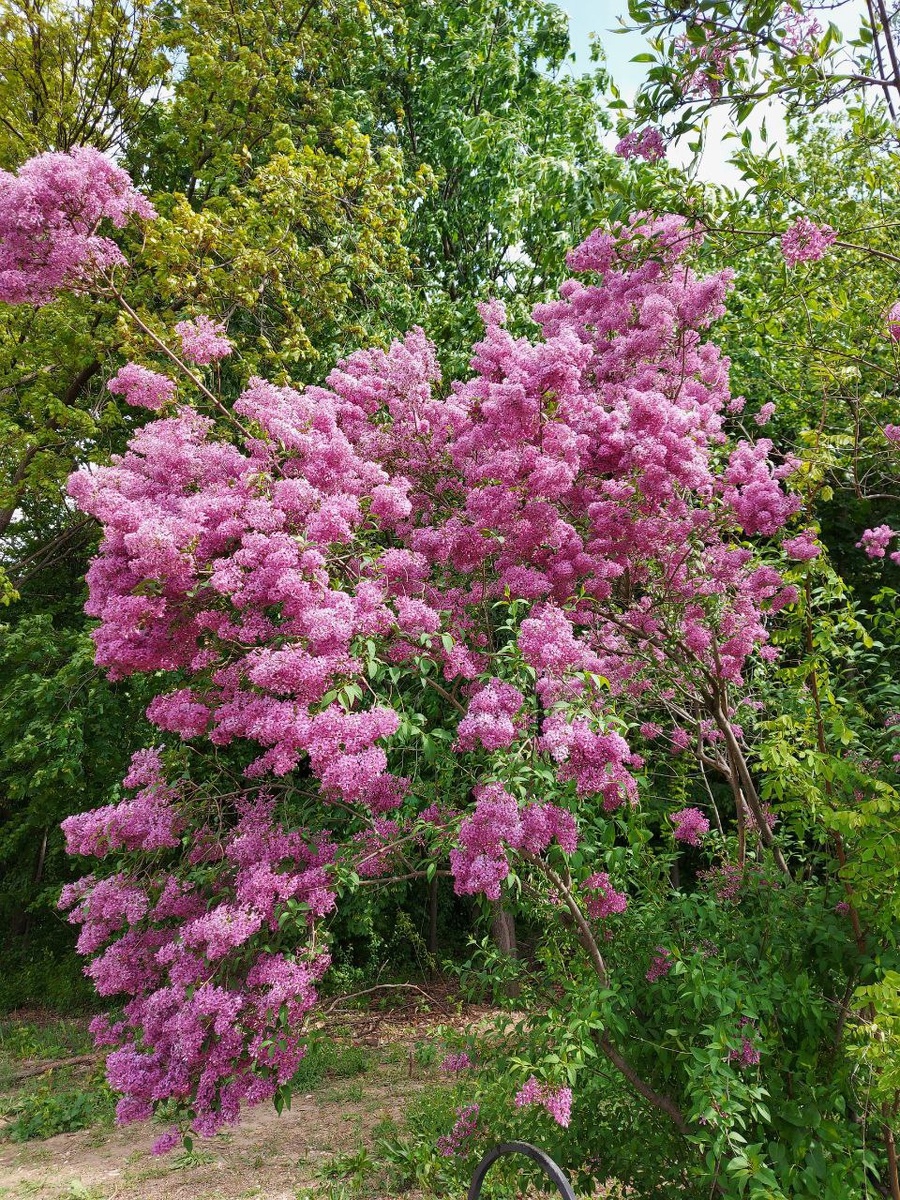 Весенний воздух полон тайны,
Сирень расправила убор,
И в нежном шелесте случайном,
Ажурный видится узор.

Цветов дыханье, лёгкость мая,
В их аромате – вечный зов,
Как будто душу обнимая,
Звучит созвездие стихов.

Волшебный миг цветенья, страстный,
Как отблеск тысячи огней,
В тебе и трепет ежечасный,
И тишина полутеней.

Сирень лохматится ветрами,
Цветёт, не ведая конца,
Ласкает взгляд людской веками,
И будоражит нам сердца…!

©Борис Френкель 25.02.2025