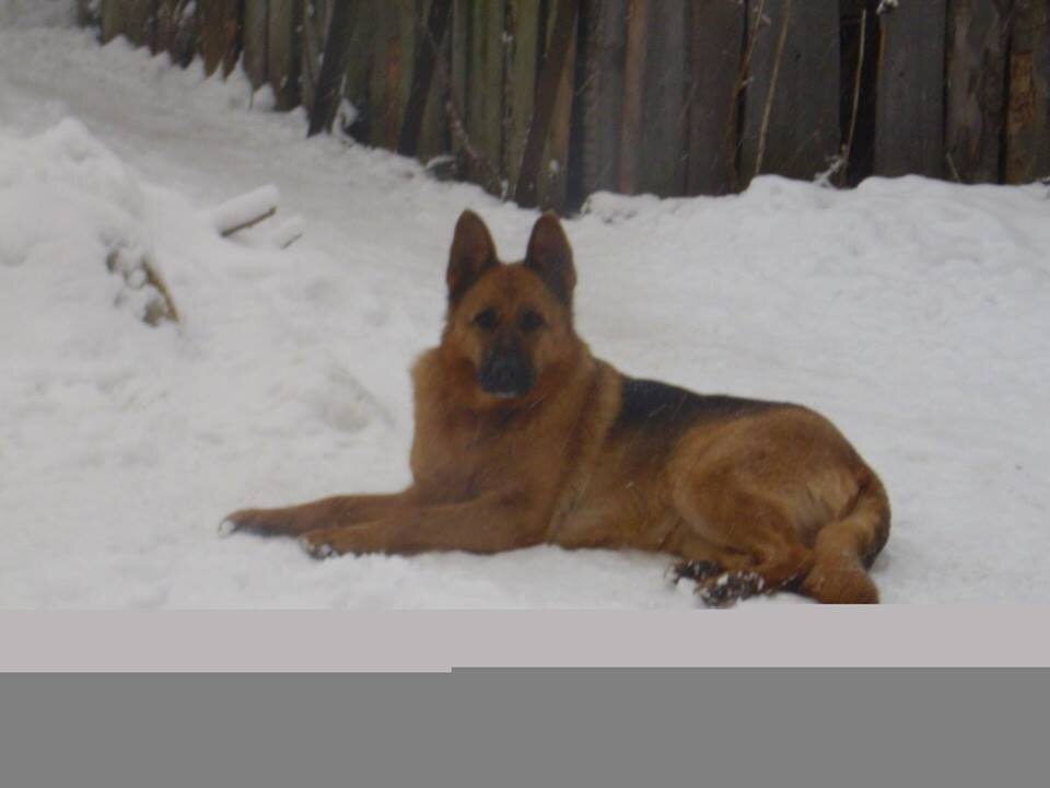 Монтана из Смоленской Крепости