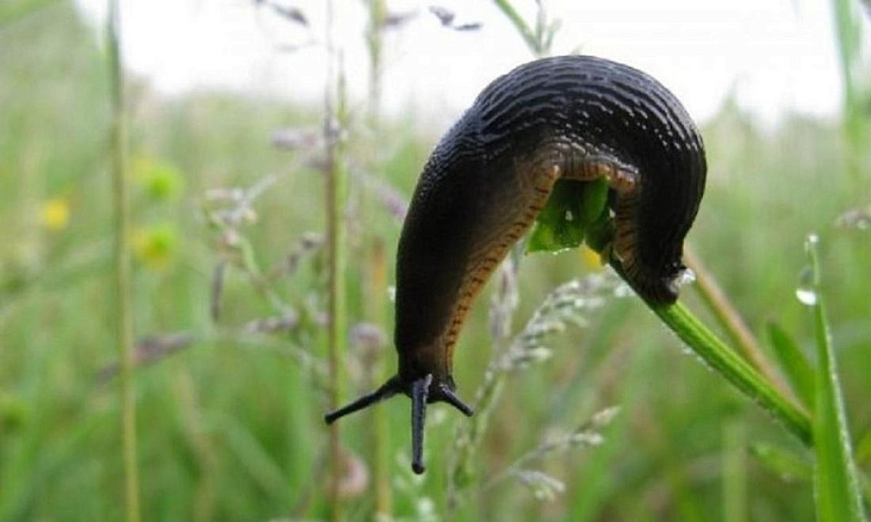 Если вы заметили, что ваша капуста превратилась в решето, а на грядках появились странные слизистые следы, то «поздравляю» — у вас завелись слизни. 