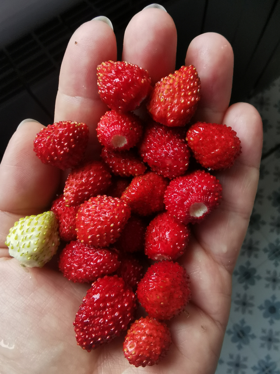 Замляника ремонтантная Ксюша