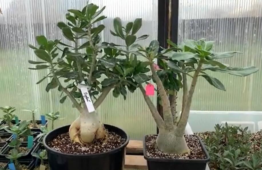 Слева - обессум, справа - арабикум.