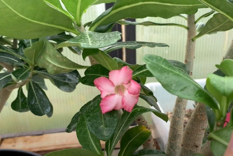 Цветок адениума арабикум