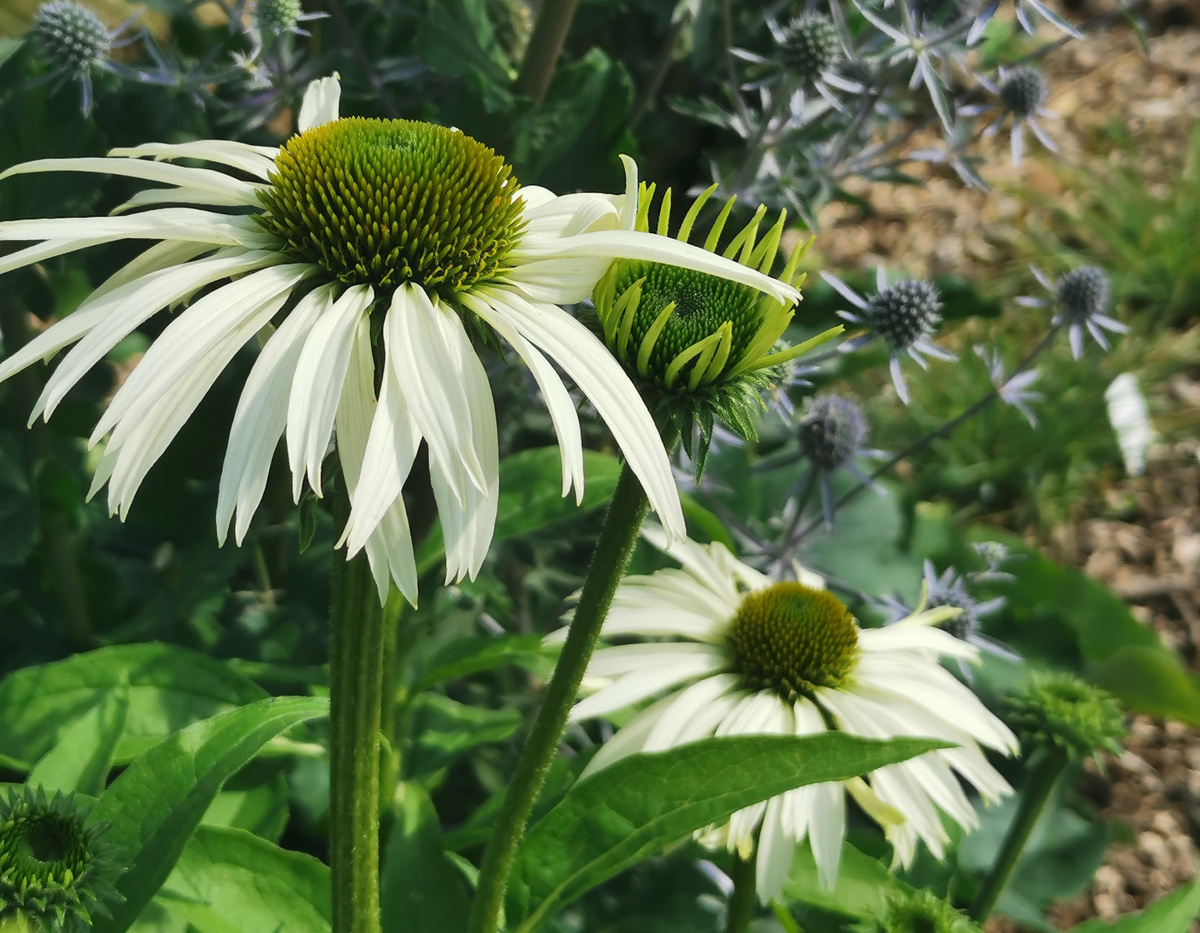 Эхинацея Белый Лебедь