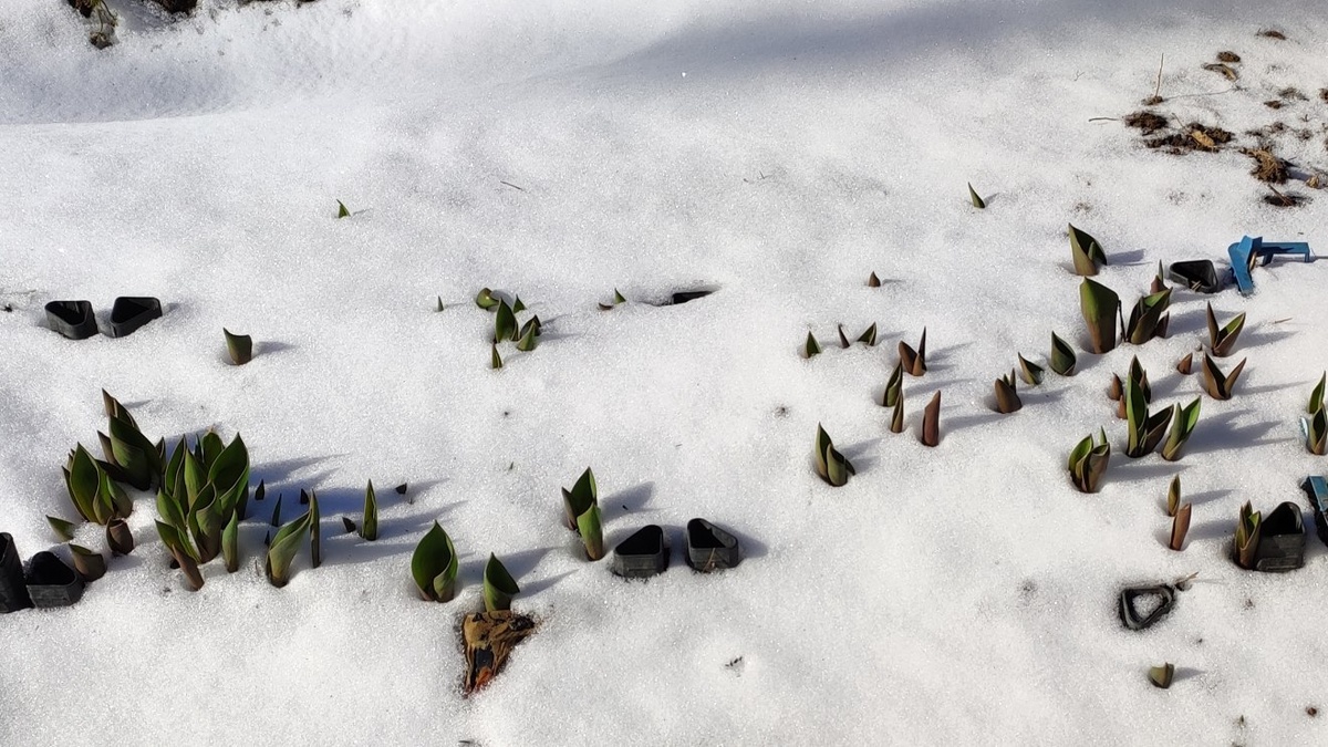 Тюльпаны в снегу