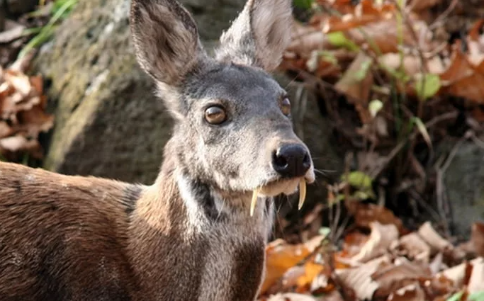 Это кабарга (лат. Moschus moschiferus) — небольшое парнокопытное, чья уникальная внешность и скрытный образ жизни делают его одним из самых загадочных обитателей российской тайги.