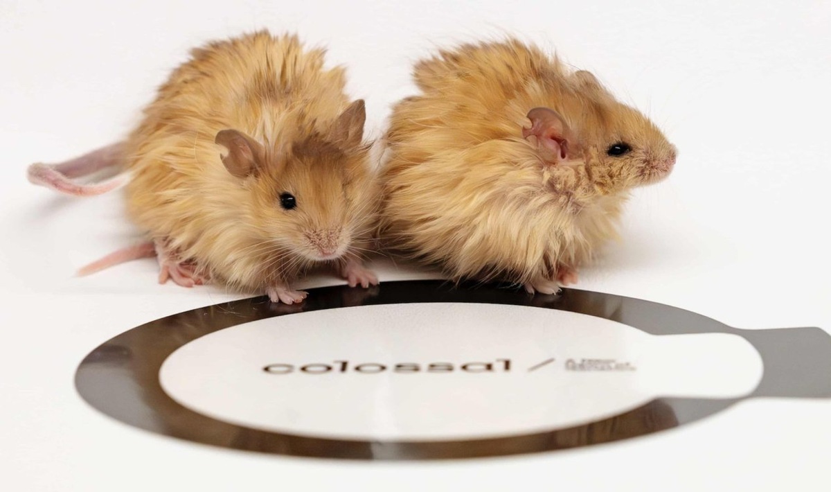 Шерстистые мыши