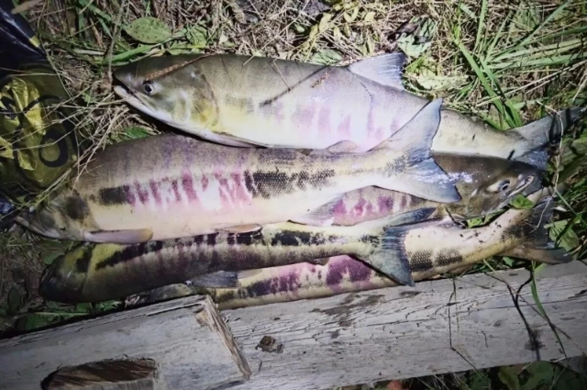    В Хабаровском крае браконьер кеты попался на крючок закона