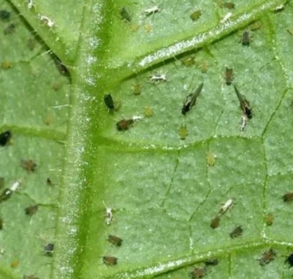 Трипсы - https://autosprite.ru/foto/malenkie-juchki-na-listyax