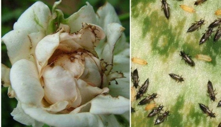 Трипсы на розах https://vk.com/wall-152938721_93224