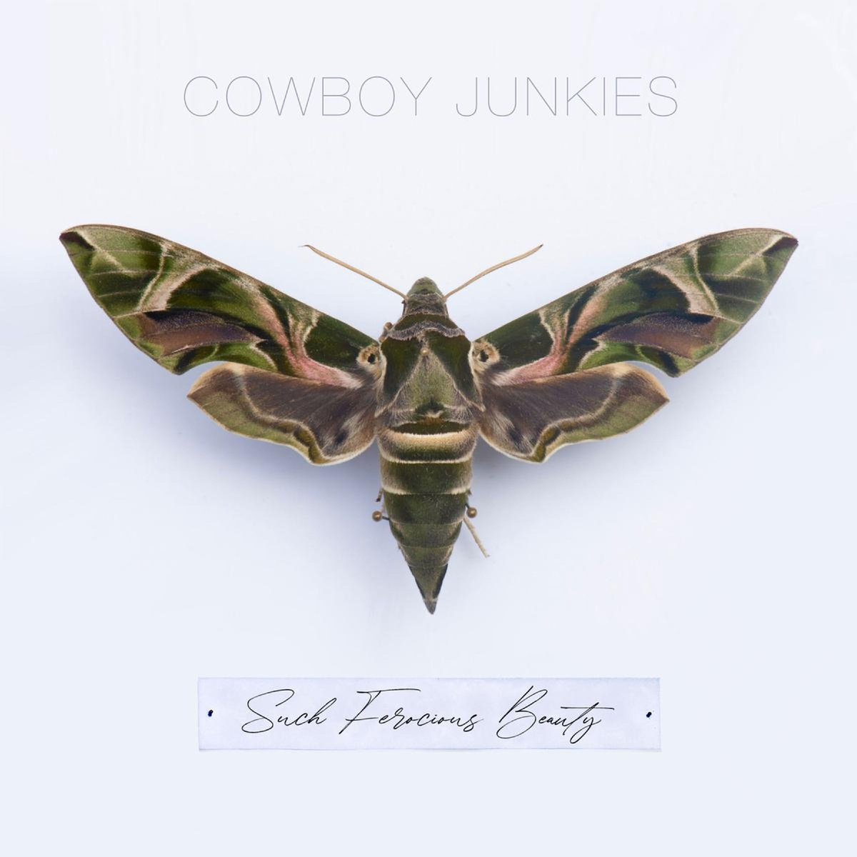 Cowboy Junkies «Such Ferocious Beauty» (p) 2023