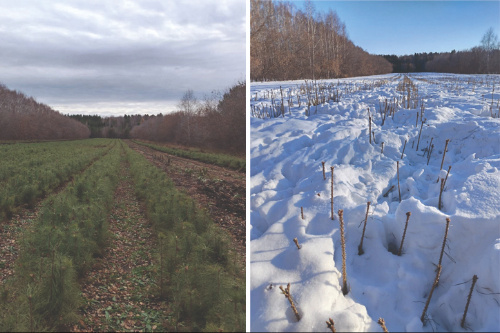    Фото: Тогучинская газета