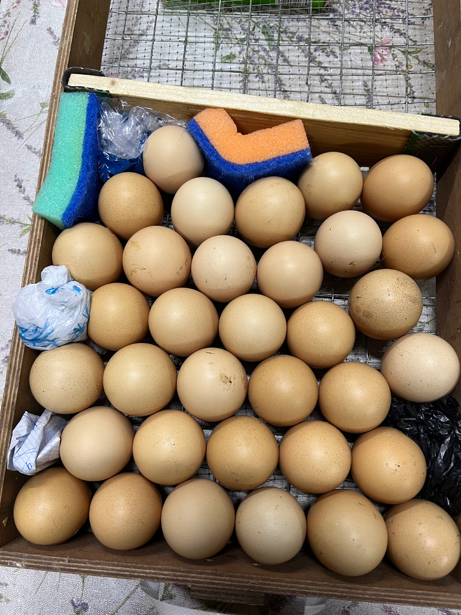 Яйца в лотке инкубатора