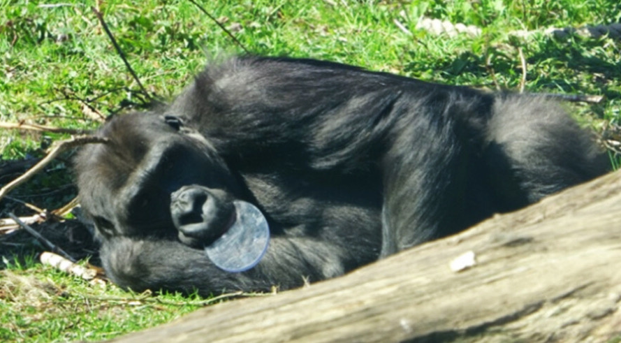   Lisa-Claire Vanhooland et al. / American Journal of Primatology, 2025
