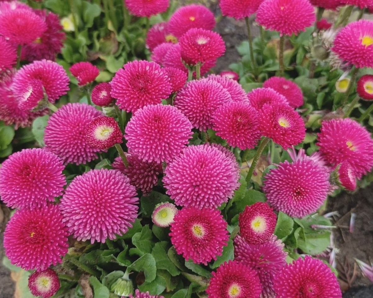 Адлер, маргаритки, март 2025 г.