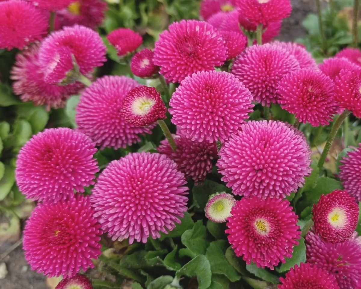 Адлер, маргаритки, март 2025 г.