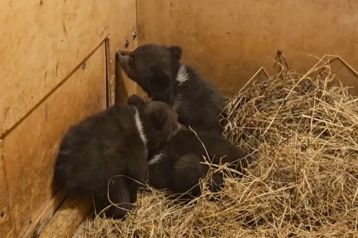    Ещё трое медвежат прибыли в Тверскую область