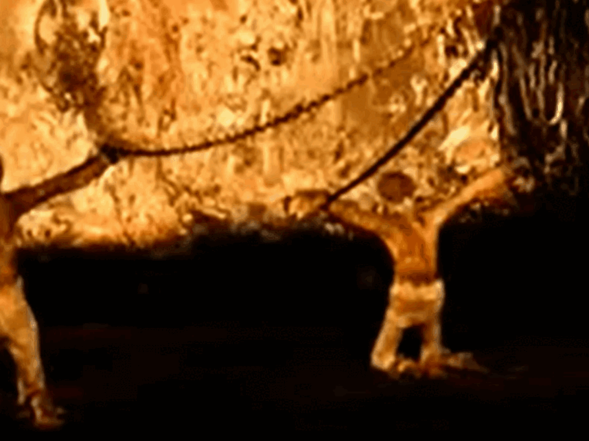 Тени в пещере согласно аллегории Платона