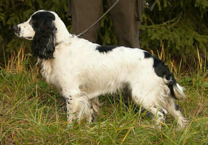Русская спаниель. Фото позаимствовано с просторов интернета.