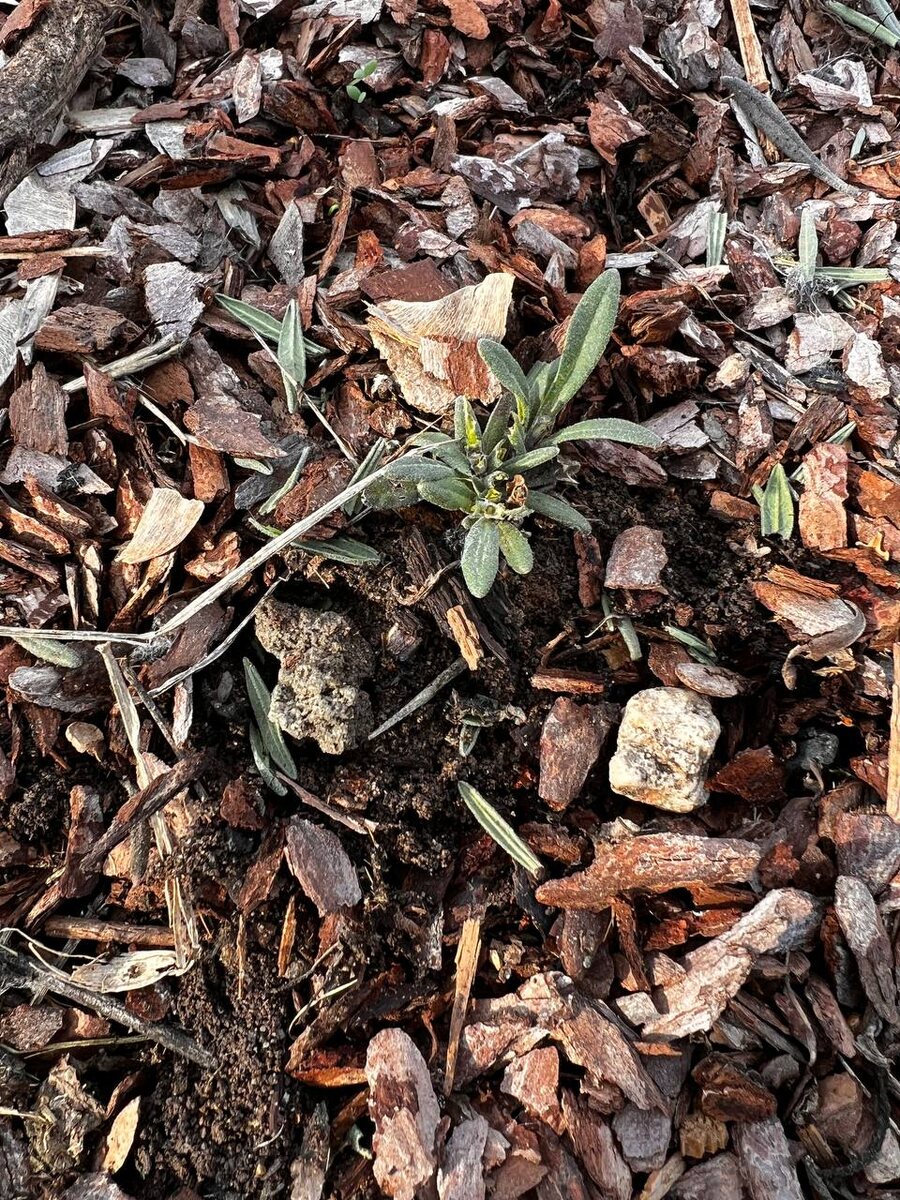 вот такие пенечки остались. Хорошо хоть еще немного листчков осталось.