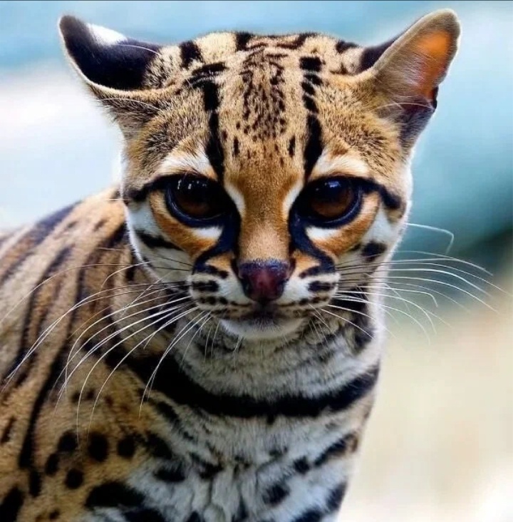 Онцилла. Фото из открытых источников. 