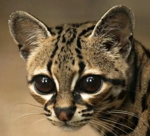 Онцилла. Фото из открытых источников. 