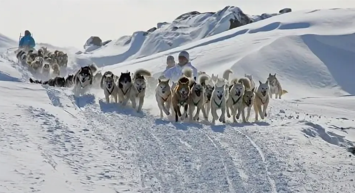 Вот, как в Гренландии соревнуются на собачьих упряжках. Фото из открытых источников. 