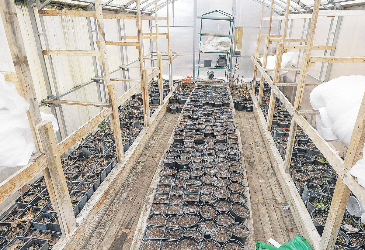 Садовод рекомендует в теплице делать три грядки