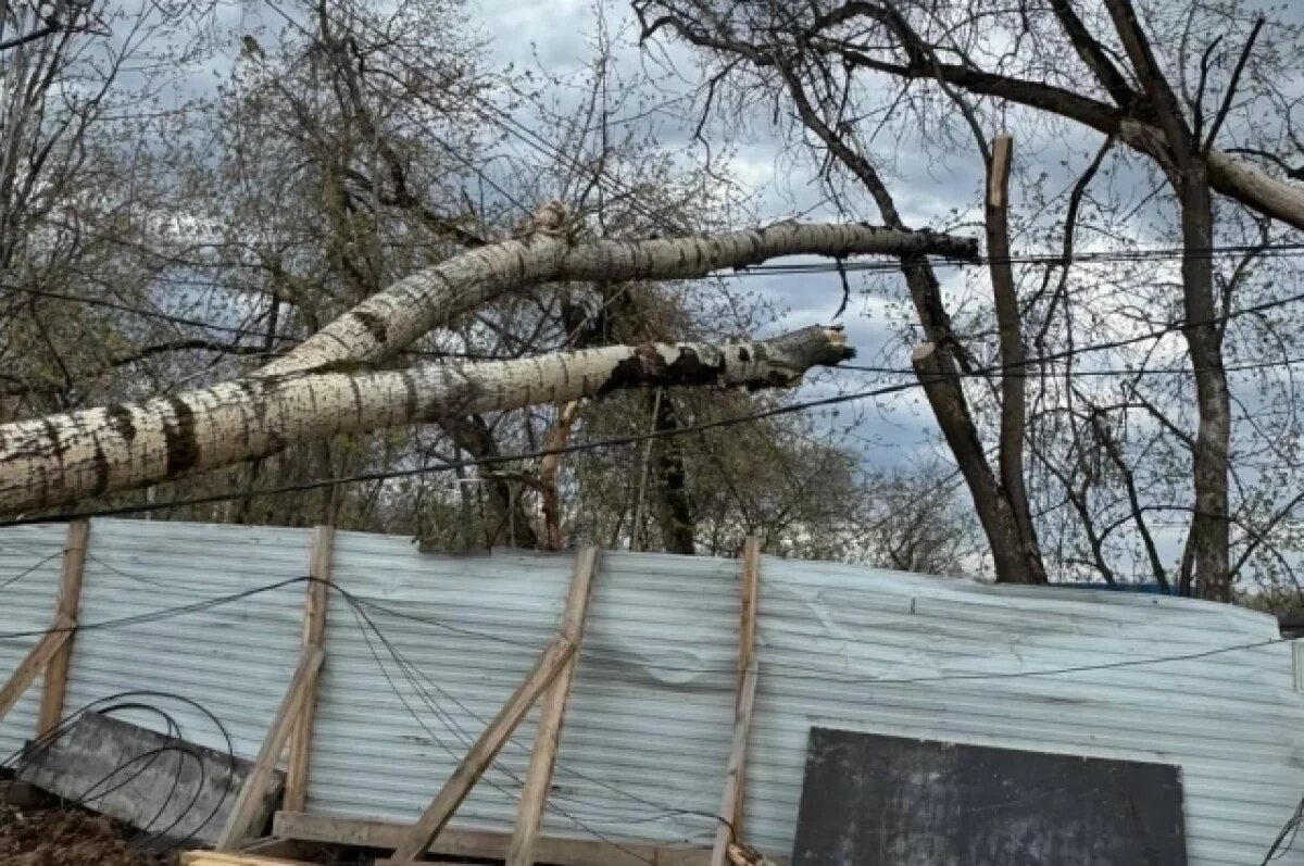    В Хабаровском крае 25 марта ожидается шквалистый ветер до 20 м/с