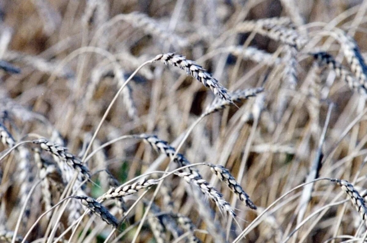    Алтайские власти будут выкупать сельхозземли