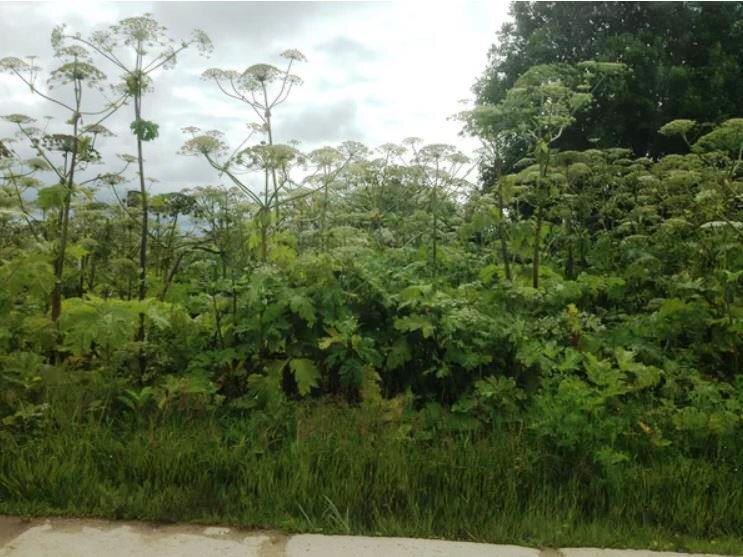 Извините, но этот сорняк меня просто давно тревожит.