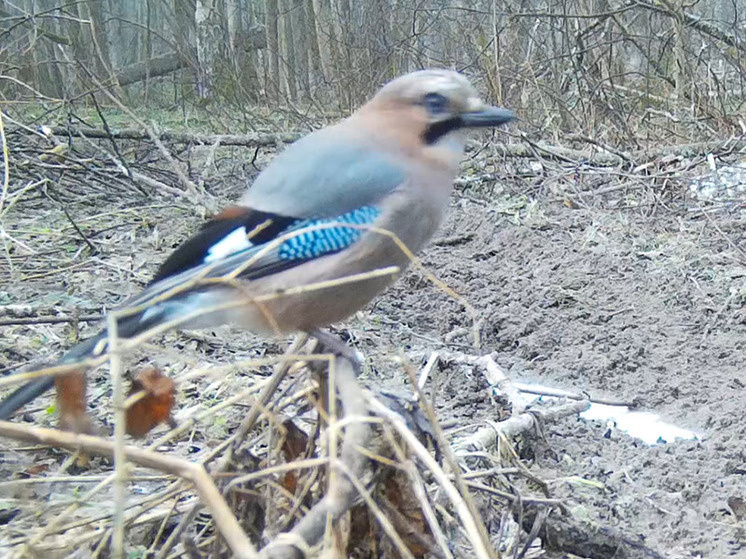     Фото: заповедник "Калужские засеки"