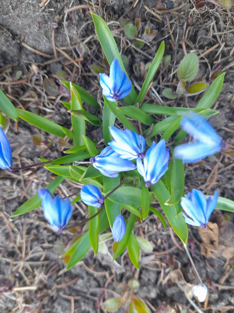Расцвели пролески.