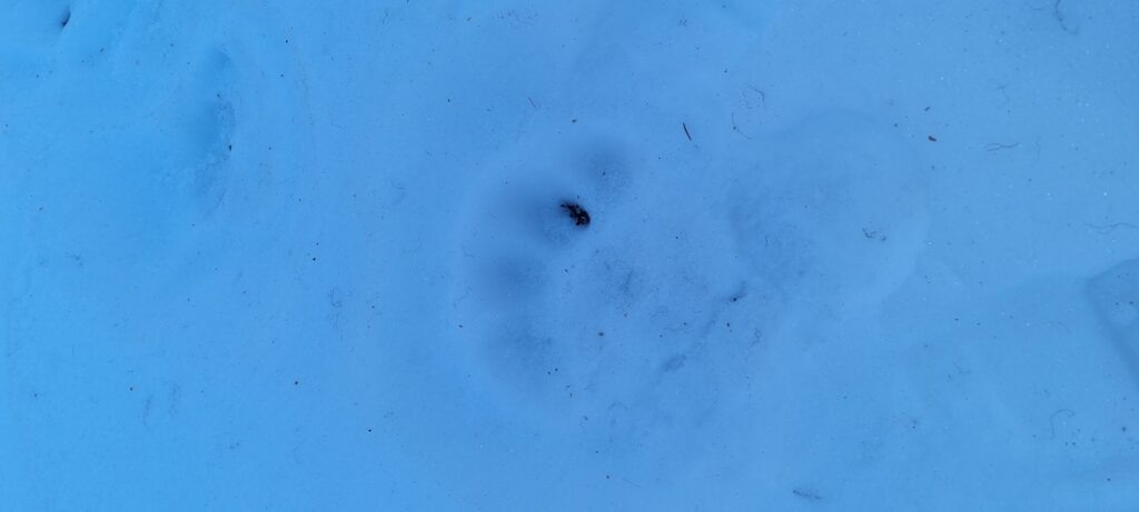    Фото: государственный инспектор в области охраны окружающей среды Вишерского участка природного парка «Пермский» А.В. Малков Полина Анкушина