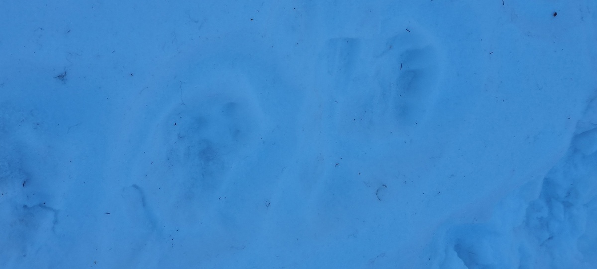    Фото: государственный инспектор в области охраны окружающей среды Вишерского участка природного парка «Пермский» А.В. Малков Полина Анкушина