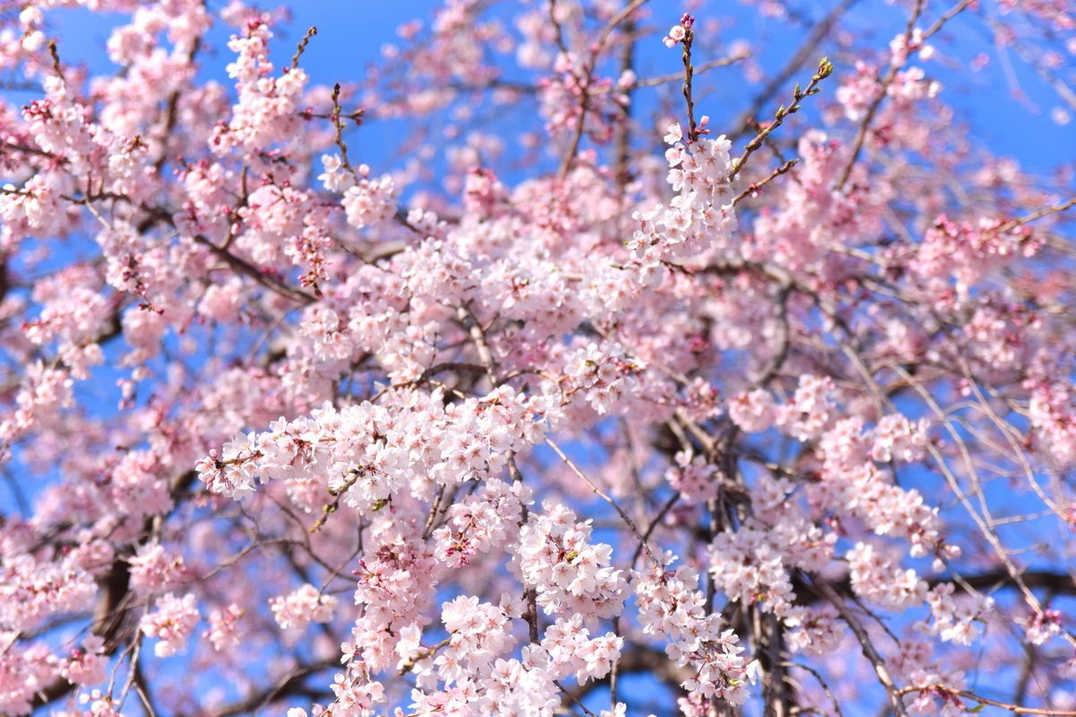 Обильное цветение вишни