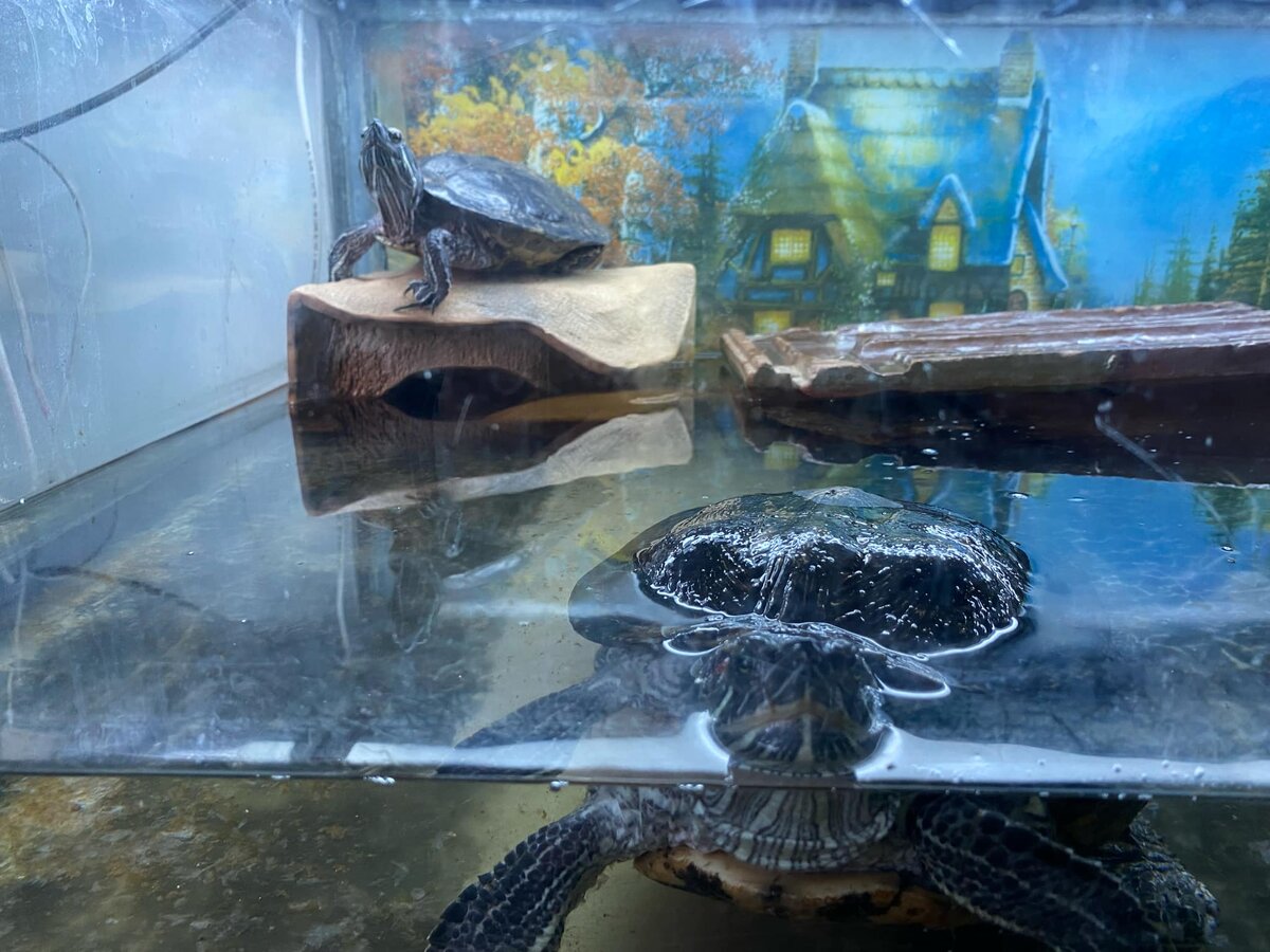 Володя-помельче, Машенька -покрупнее...