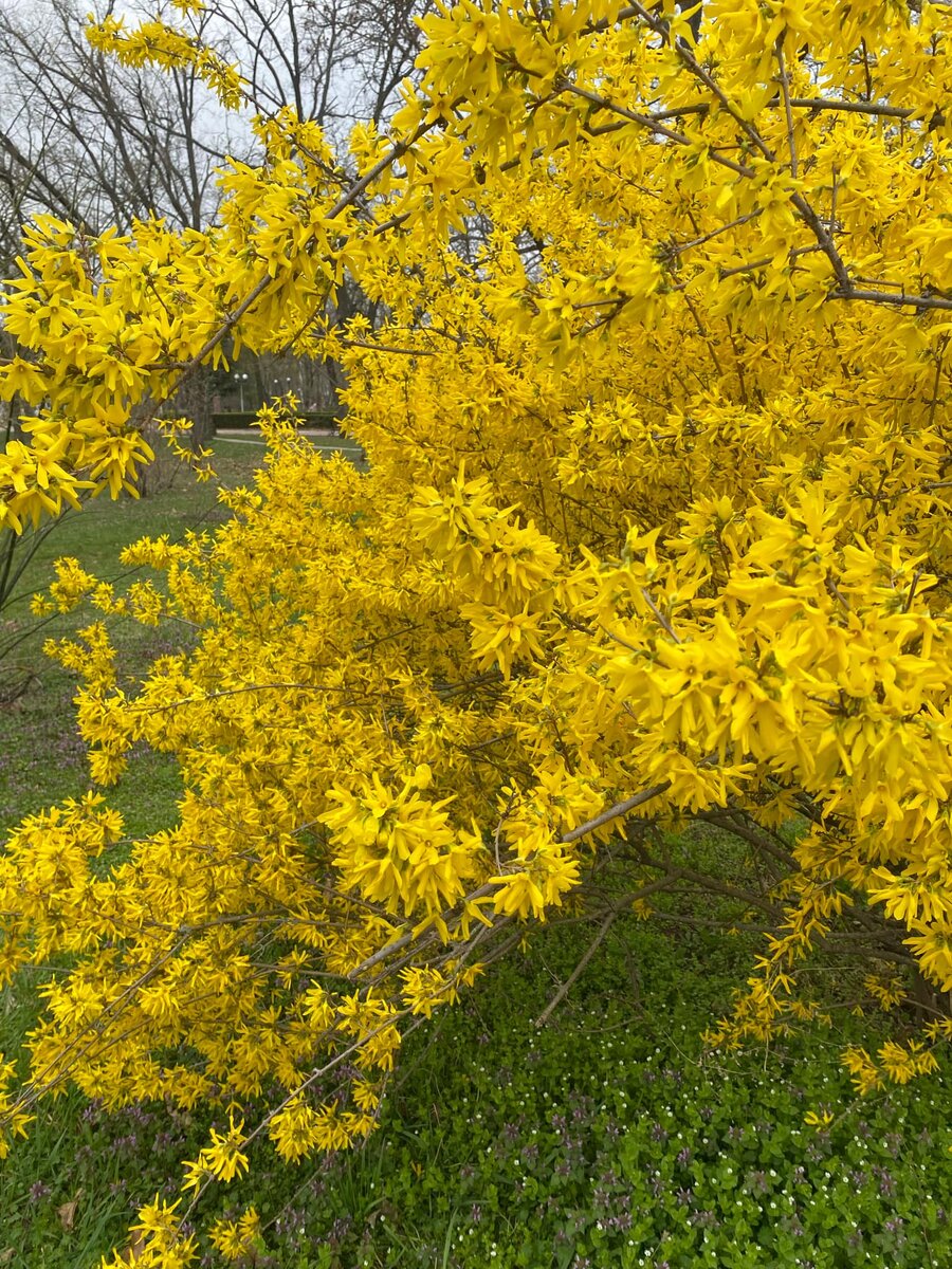 Аллея форзиции в парке "Победа"