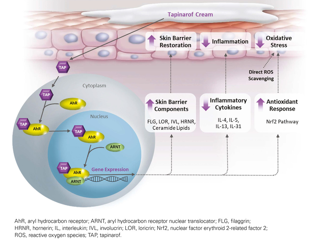   Linda Stein Gold et al. / AAD 2025