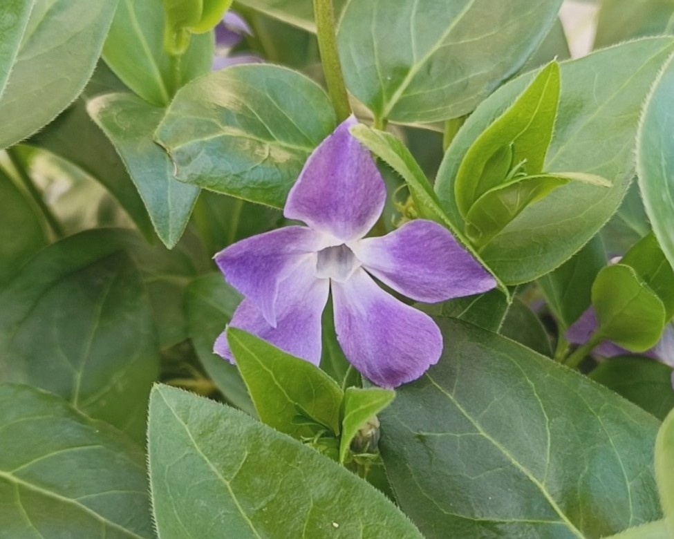 Адлер, Барвинок малый, март 2025 г.