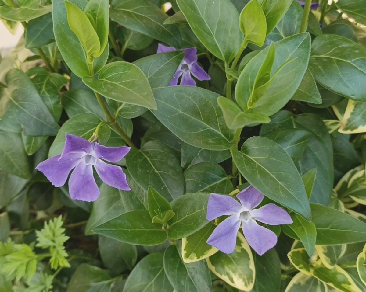 Адлер, Барвинок малый, март 2025 г.