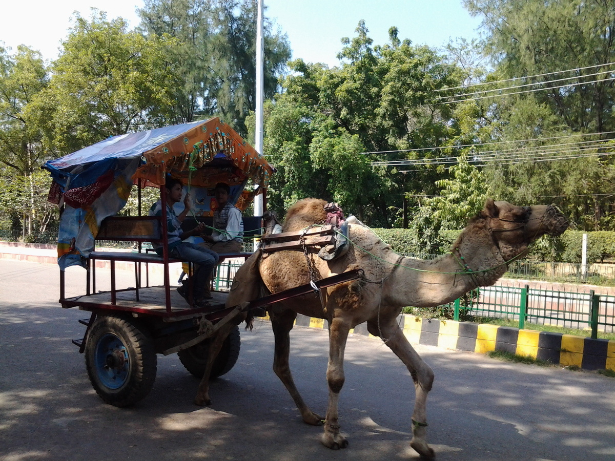 Улицы Нью-Дели - редко но встречаются и такие транспортные средства