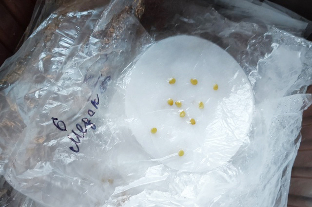 Личное фото