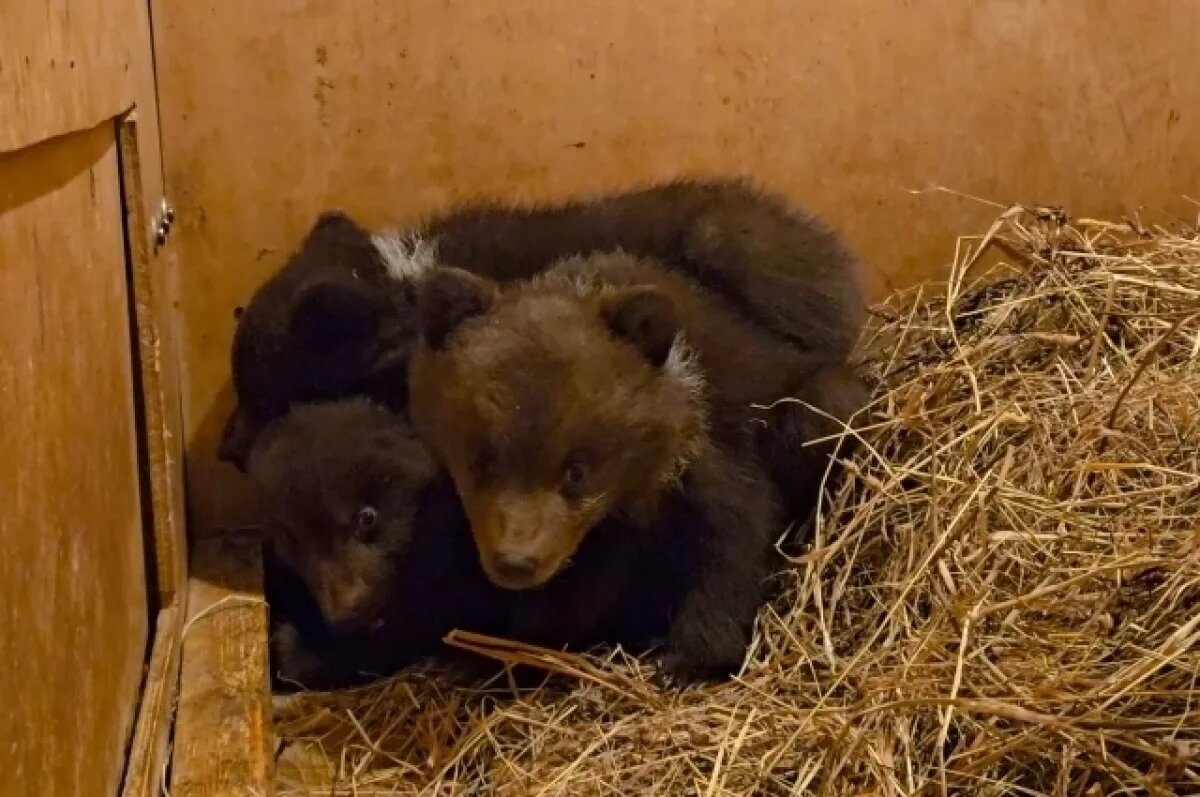    Пушистые тройняшки.