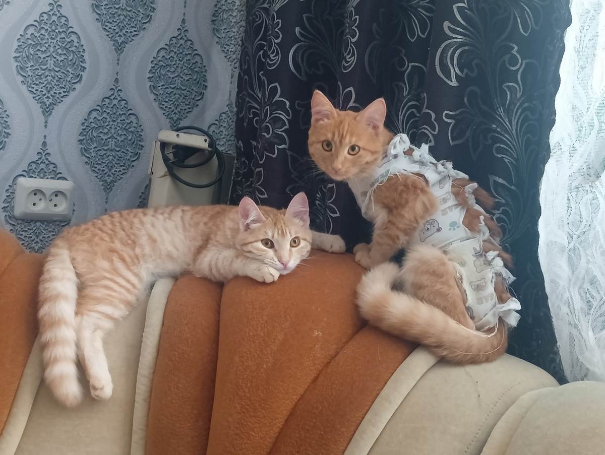 И не подумаешь, что первые месяцы жизни рыжики провели в подвале. Им очень комфортно к квартире. Улица их совсем не манит.