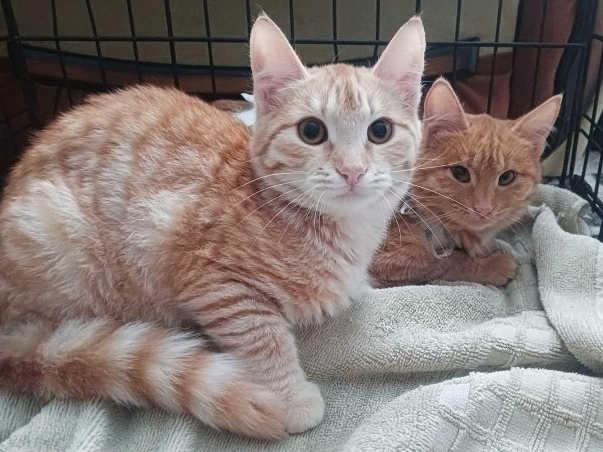 Кошечка старается спрятаться за братика. Ей так уютнее.