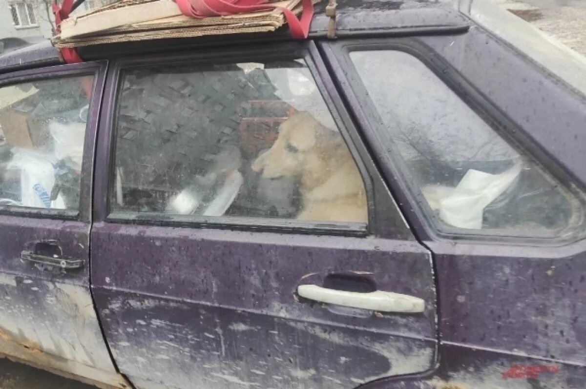    «Это его дом, ему нравится».