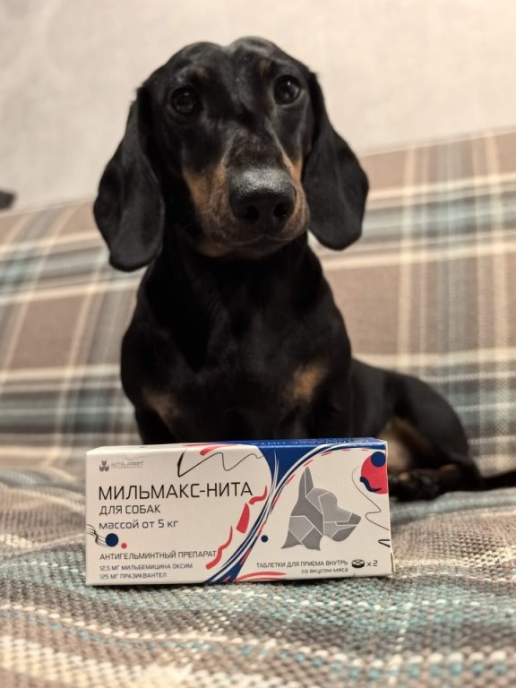 Наш главный тестировщик - Симба