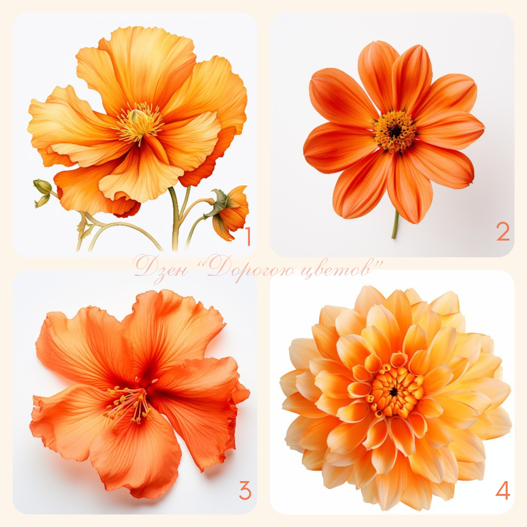 1 Мак, 2 Космея, 3 Гибискус, 4 Георгин